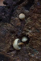 Pholiota squarrosoides