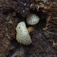 Pholiota squarrosoides