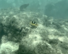 Chaetodon quadrimaculatus