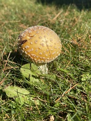 Amanita muscaria formosa