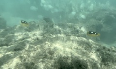 Chaetodon quadrimaculatus