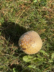 Amanita muscaria formosa