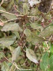 Acalypha virginica