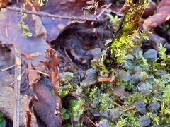 Rhizomnium punctatum
