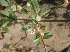 Alternanthera pungens