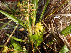 Rorippa palustris palustris