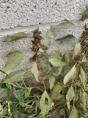 Acalypha virginica