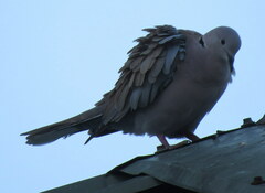 Streptopelia decaocto