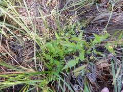 Rorippa palustris palustris