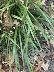 Ophiopogoneae
