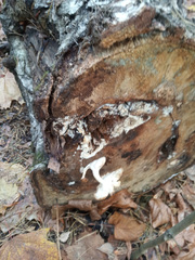 Ossicaulis lignatilis
