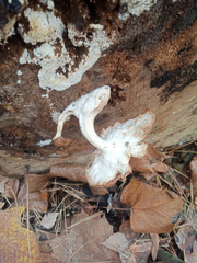 Ossicaulis lignatilis
