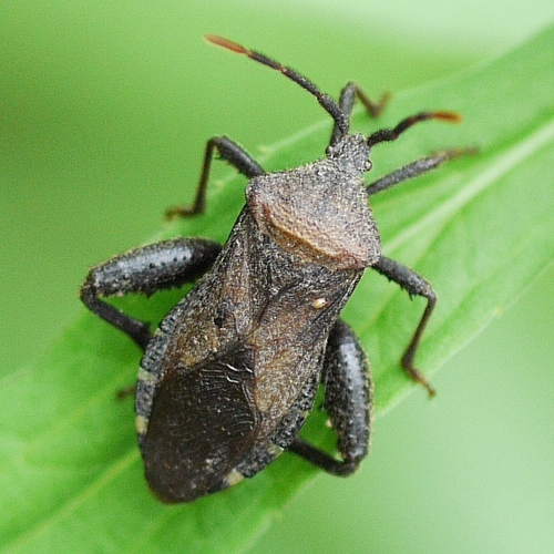 Piezogaster calcarator photo 3