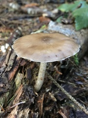 Pluteus exilis