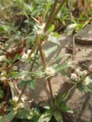 Alternanthera pungens