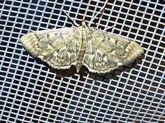 Herpetogramma aeglealis