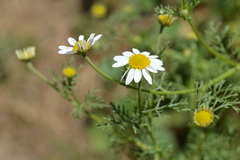 Anthemis arvensis