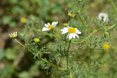 Anthemis arvensis