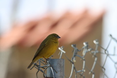 Sicalis olivascens