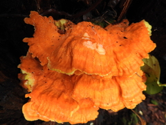 Laetiporus conifericola