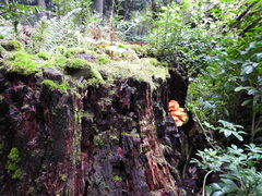 Laetiporus conifericola