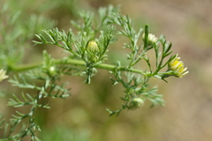 Anthemis arvensis