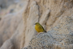 Sicalis olivascens