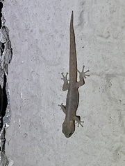 Afrogecko porphyreus