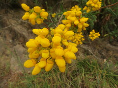 Calceolaria integrifolia
