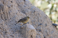Sicalis olivascens
