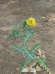 Argemone mexicana