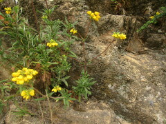 Calceolaria integrifolia