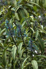 Palicourea amethystina