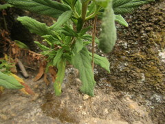 Calceolaria integrifolia