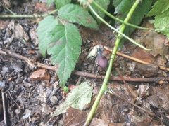 Rubus ursinus