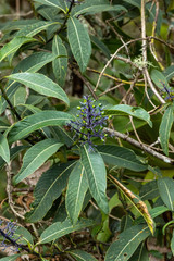 Palicourea amethystina