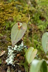Pleurothallis matudana