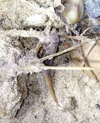 Lepidoblepharis sanctaemartae