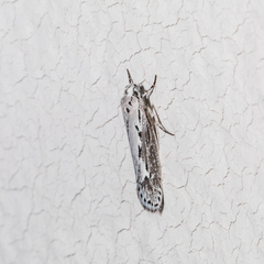 Ethmia discostrigella