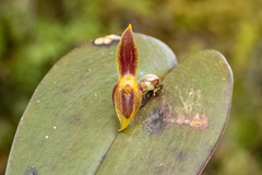 Pleurothallis matudana