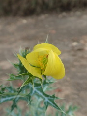 Argemone mexicana