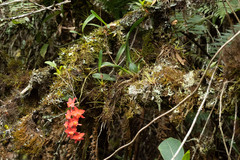 Oncidium noezlianum