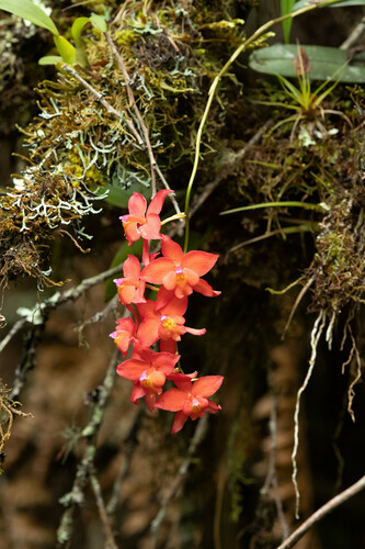Oncidium noezlianum, photograph 2