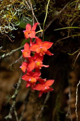 Noezlianum Oncidium