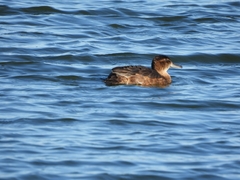 Heteronetta atricapilla