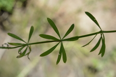 Galium aparine