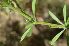Galium aparine