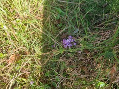 Glycine tabacina