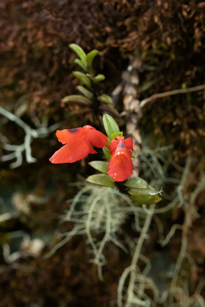Fernandezia ionanthera