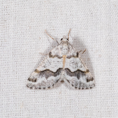 Macaria pallipennata